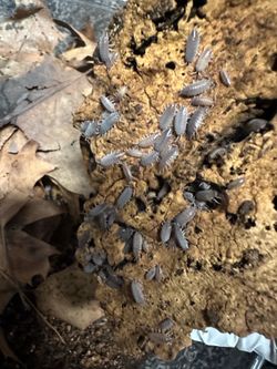 Powder Blue Isopods (Porcellionides pruinosus)
