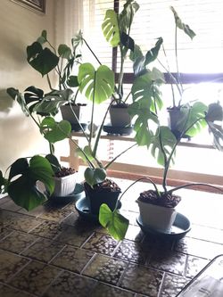 Potted nicely rooted healthy monsteras