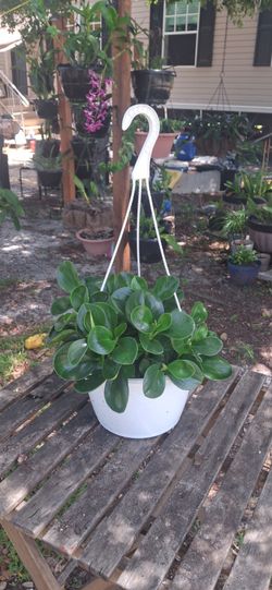 Plantas para tu hogar