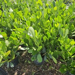 Clusias Nice And Full Instant Privacy Hedge For Fence 