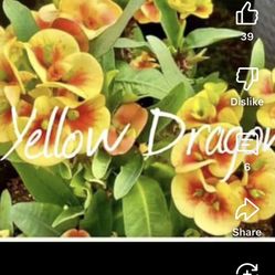 Corona De Cristo Yellow Dragon $45