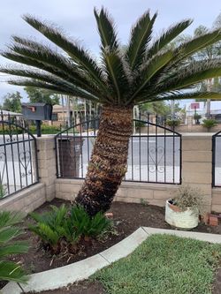 Female Sago Palms