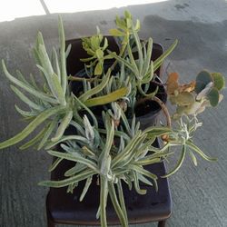  Tres plant A Differente