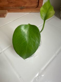 Monstera Devil Monster Grade A