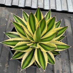 Quadricolor Agave Plant 