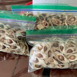 Moringa. 100 Semillas