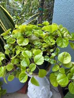 Nice plant