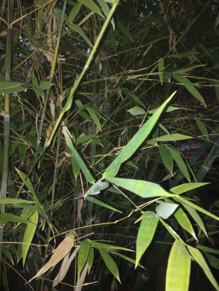 HAWAIIAN BAMBOO !!!