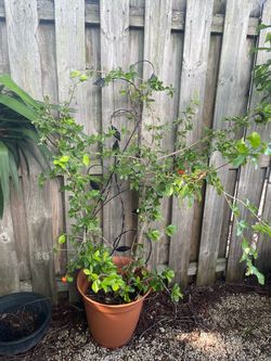 Barbados cherry Tree (Mata de cereza)