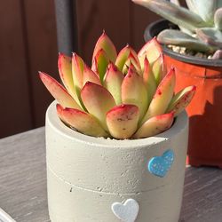Cute Korean succulents in Ceremic pot