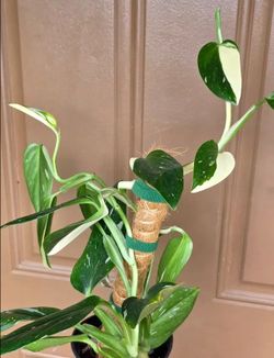 Rare Aroid Monstera Albo Variegata standleyana plant/ indoor plant/ house plant/ flower patio garden