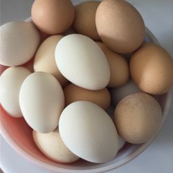 Fresh farm Eggs / Per Dozen