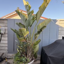 8’ Mature Bird Of Paradise In A Pot