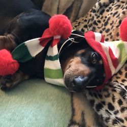 Small Dog Costume Accessories 
