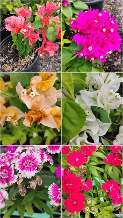 Plantas a la venta