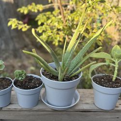 Set Of Planters