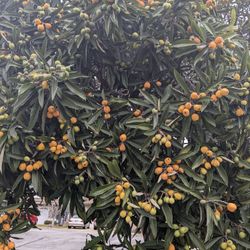 Loquats - Pick Your Own. Fresh, Organic, Sweet. Minimum 10 Lbs. $1.50/lb. Bring Your Own Scissors And Bag. 