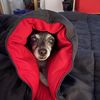 Dante
