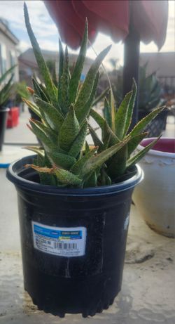 Assorted plants in 6" plastic pot
