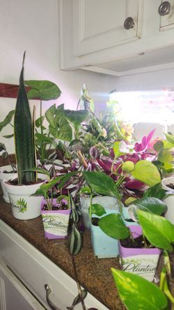Plants for sale