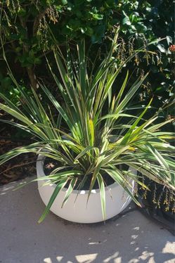 New Zealand Flax In Composite Planter