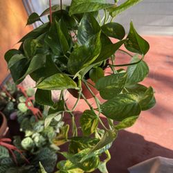 Golden Pothos