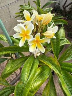 Plumeria clipping