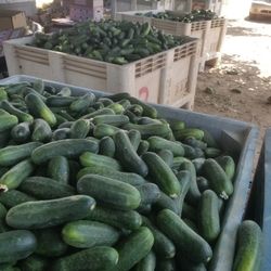 pickles