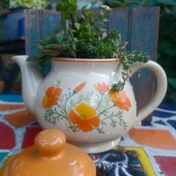 Teapot/Planter with  Succulents 