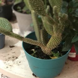 Bunny Ear Cactus 