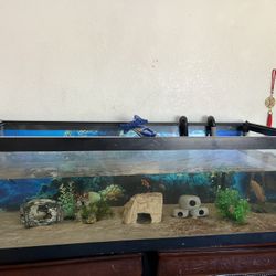 Fish Tank For Sale 