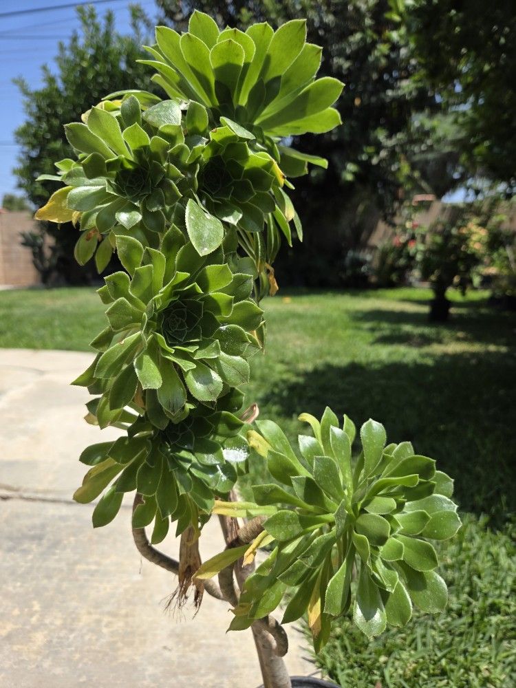 Suculent Plant