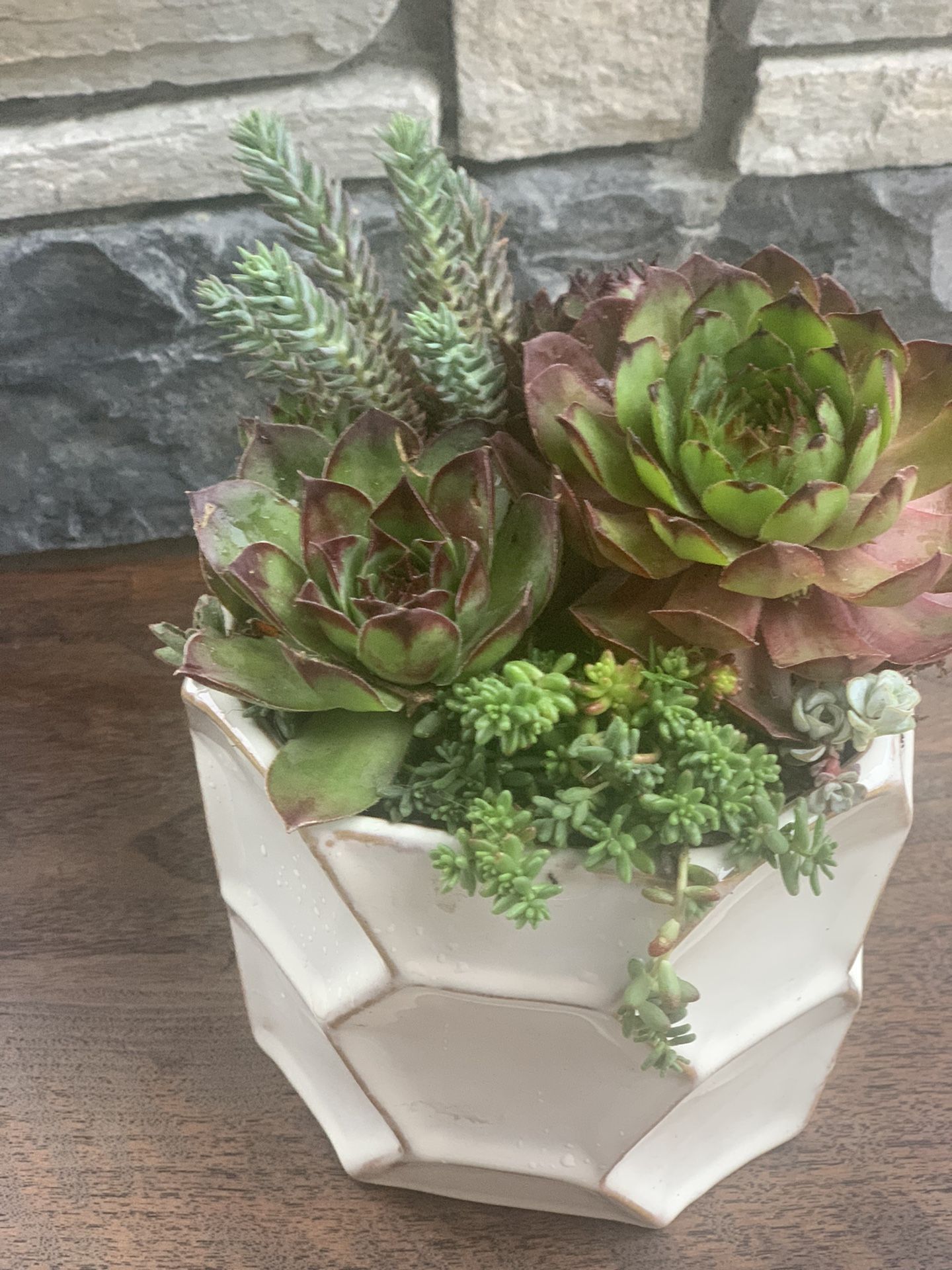 Succulent Arrangement And White Ceramic Pot