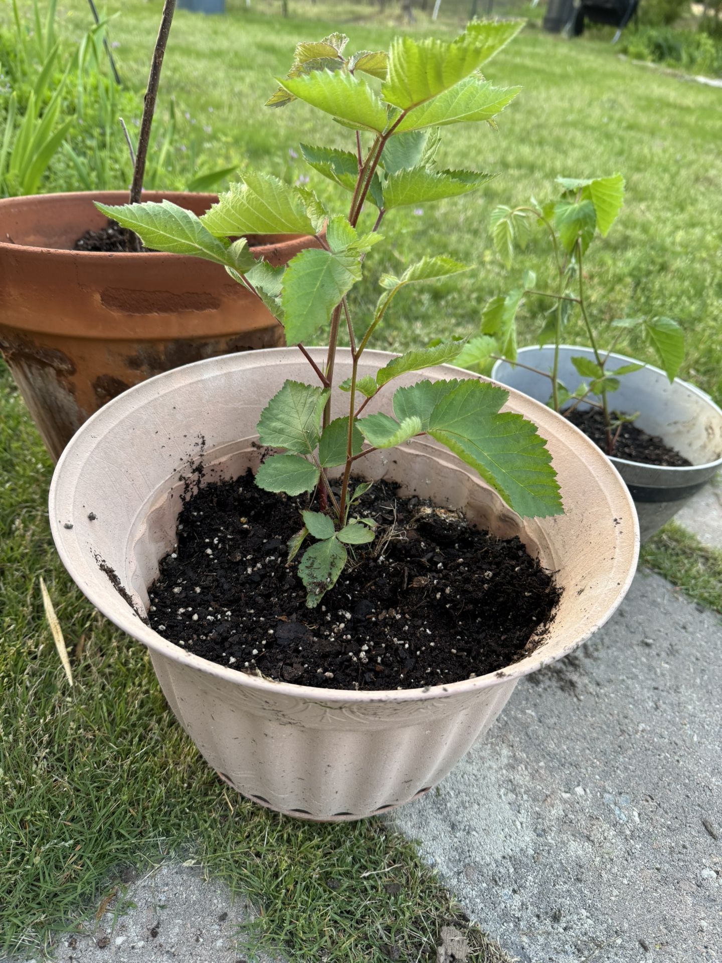 Thornless Blackberry Plants