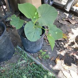 Yerba Santa 