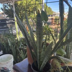 Snake Plants Or Senseveria Indoor Plant $10 Each