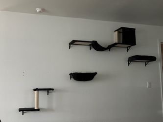 Black cat shelves
