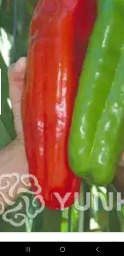 Organic Giant Marconi Hybrid Sweet Pepper, Home Garden Vegetable Plant