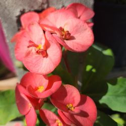 Crown of Thorns