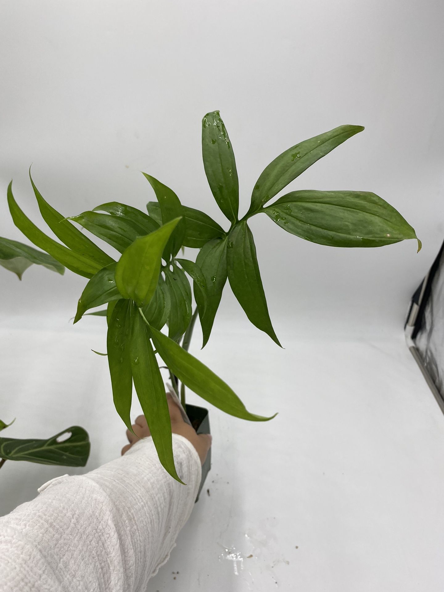 Monstera Subpinnata