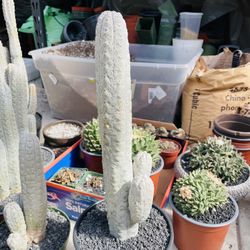 Euphorbia Abdelkuri Imported Cactus