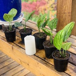 Price is each—Live Monstera Peru plant in a plastic nursery pot—firm price