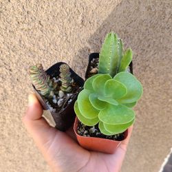 Succulent 3 Pack 