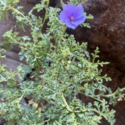 Hobiscus Purple Plant