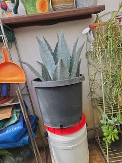 Blue Agave tequilana plant 2-1/2 ft