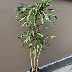 Lovely Real indoor Rikki Plant $35