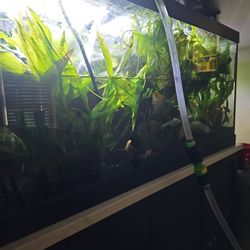 Amazon Sword Plants.