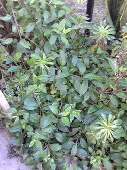 Ramitas de insulina gratis