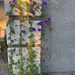 Morning Glory Climbing Plant $1 Each 
