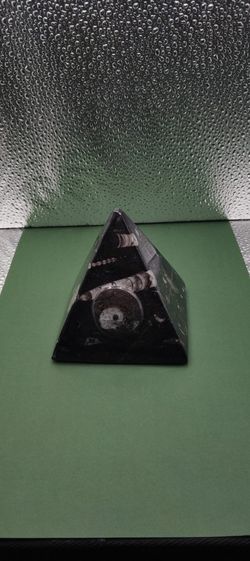 Pyramid Orthoceras With Ammonit Fossil 